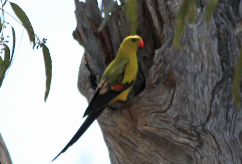…Regent Parrots seeking out nesting cavities…