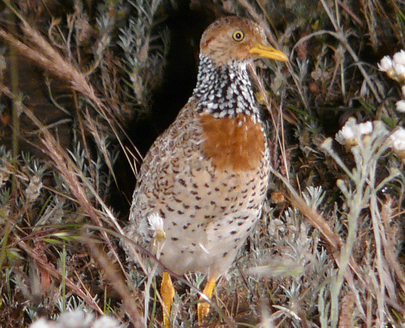 …and the unique Plains-Wanderer by night.