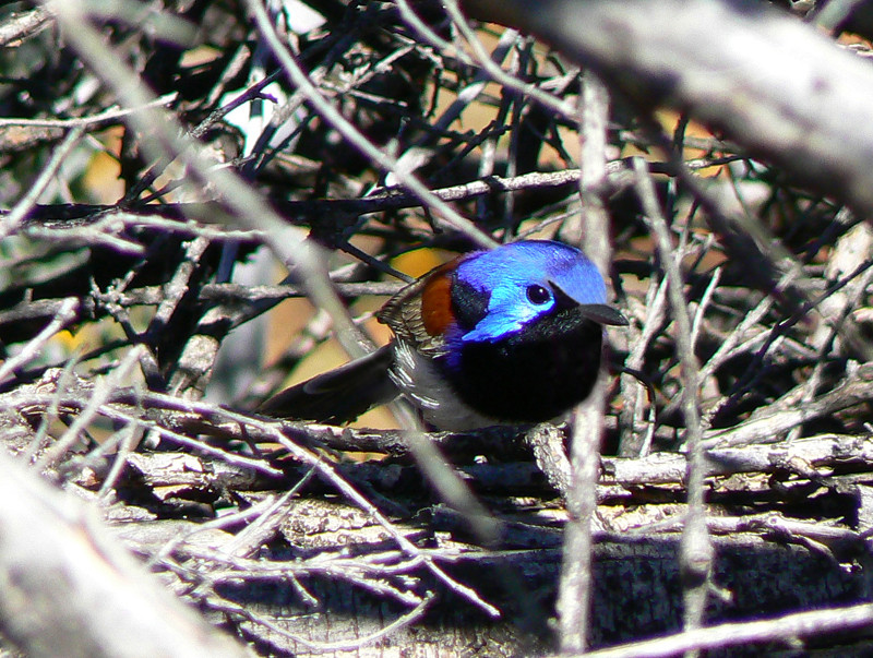 …or such beautiful birds as Variegated Fairywren while…
