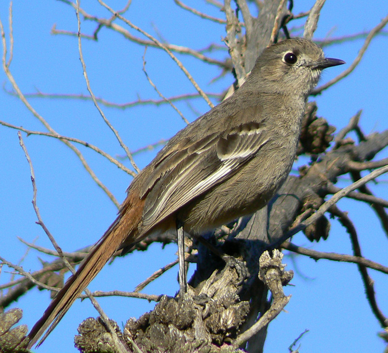 …seeking out harder to find  if less spectacular birds like Southern Scrub-Robin.