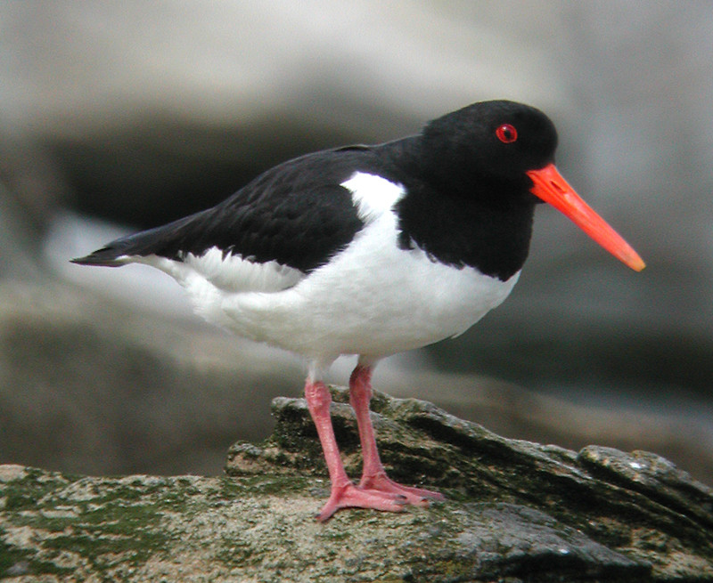 …with Pied Oystercatchers and…