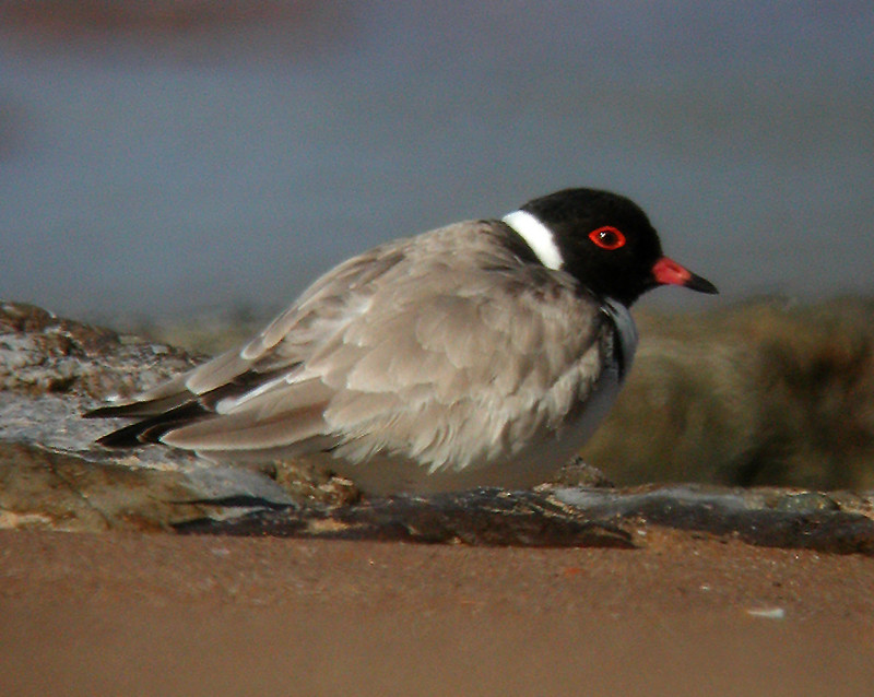 …the endangered and striking Hooded Plover on the coast…