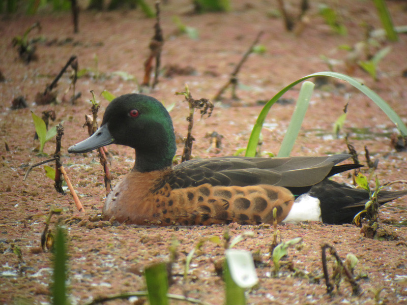 For our first full day we’ll head to the extensive wetlands of Werribee, where a wealth of waterfowl like Chestnut Teal…