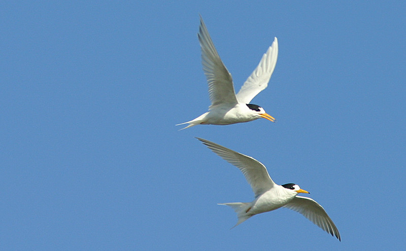 …and Fairy Terns might be joined by…