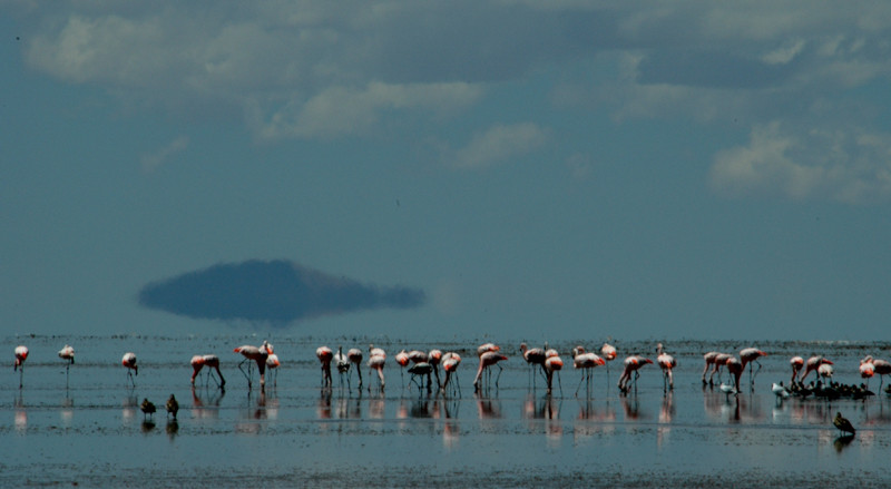 …where 3 species of flamingo can be seen. 