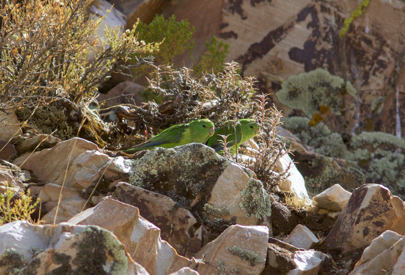 …Mountain Parakeets seeking shelter from the wind…