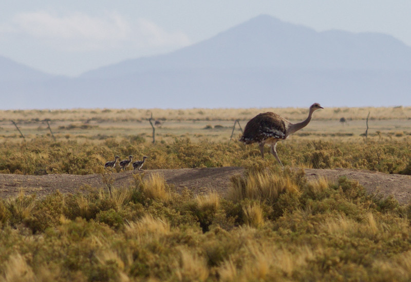 …or perhaps a family of Lesser Rheas marching by.