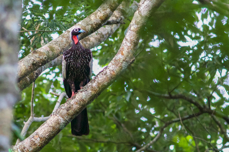 …the stunning Black-fronted Piping Guans look on…