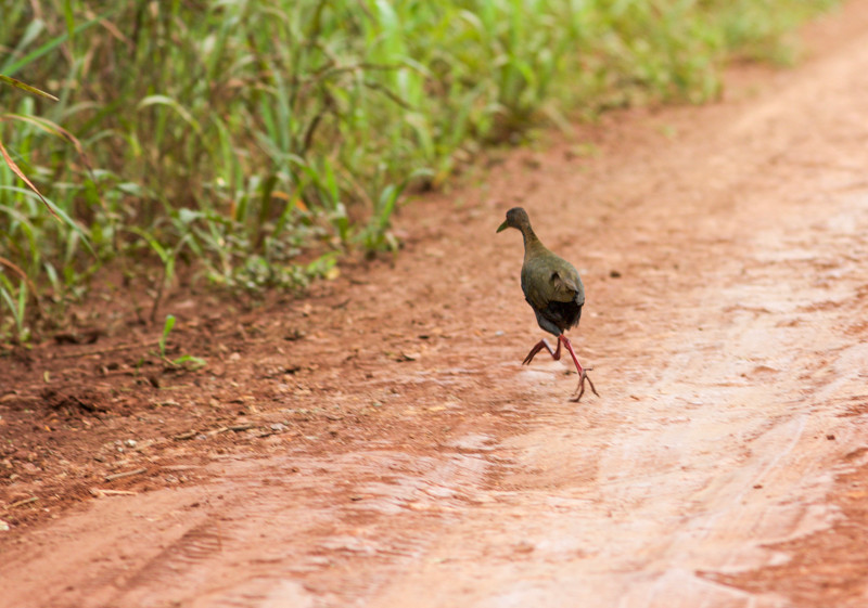 …and try not to hit Slaty-breasted Wood-Rails as they dart in front of our bus.