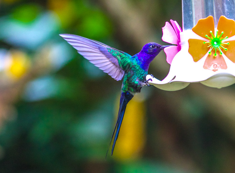 …and we’ll have a chance at the amazing Swallow-tailed Hummingbird…