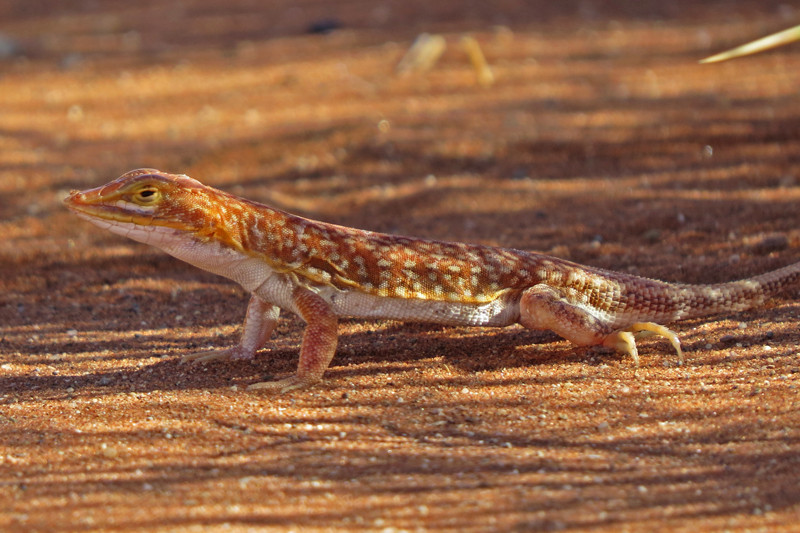 …and full of surprises such as this Shovel-nosed Lizard…