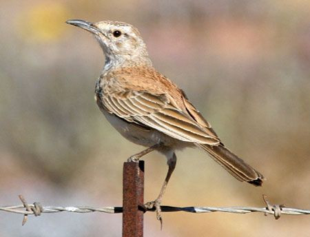 …while others of that family will include Karoo Long-billed Lark.

