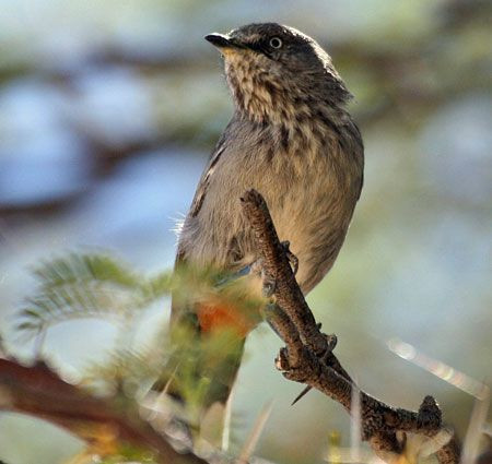 …the very vocal Chestnut-vented Tit Babbler…
