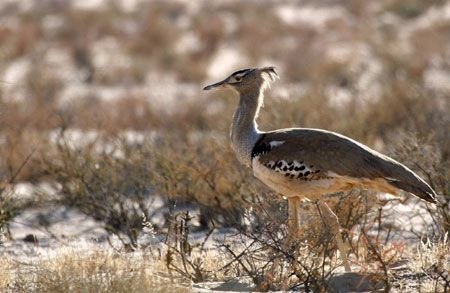 We begin our tour in the rolling red dunes of the Kalahari Trans Frontier National Park, so called because it straddles the border between South Africa and Botswana.  Here birds range from the large like this stately Kori Bustard…

