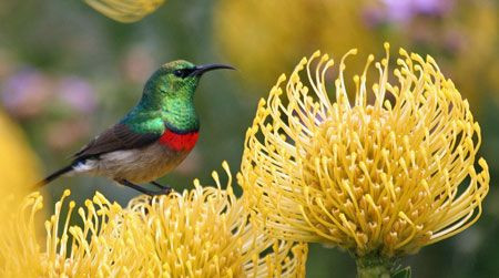 …attract an equally stunning array of birds such as this Lesser Double-collared Sunbird…
