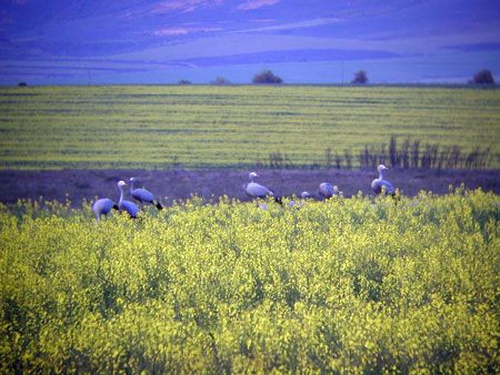 Moving south we leave the Karoo and pass through miles of arable fields where we regularly encounter flocks of Blue Cranes…
