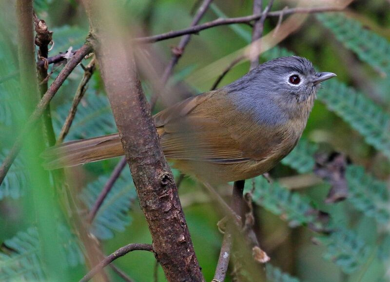 Despite its name, Yunnan Fulvetta isn’t (quite) restricted to that province.