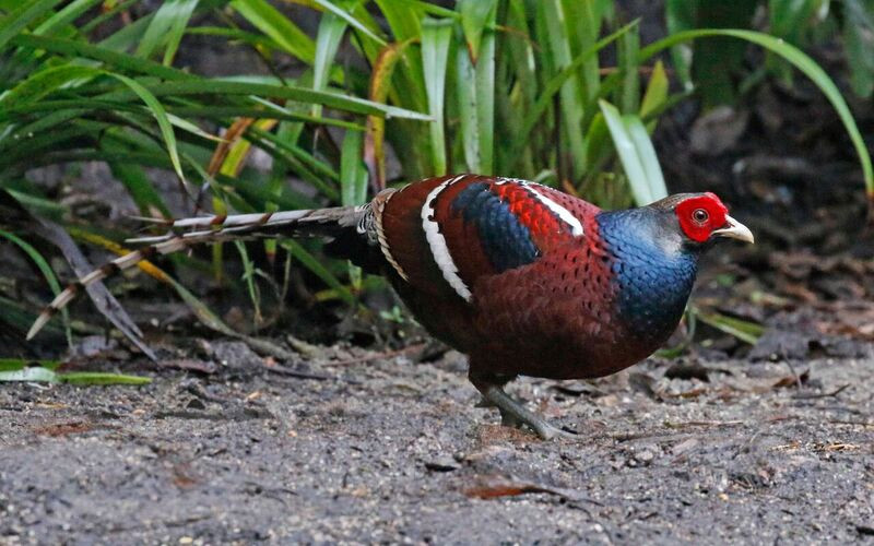 In the magnificent forests at Baihualing we’ll search for a variety of birds including Mrs Hume’s Pheasant – here a male…