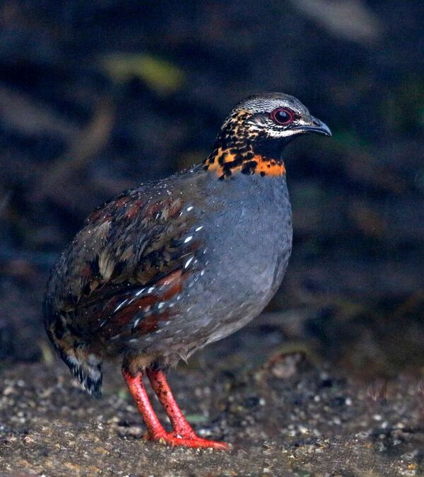 Here too we’ll search for skulking species such as Rufous-throated Partridge…
