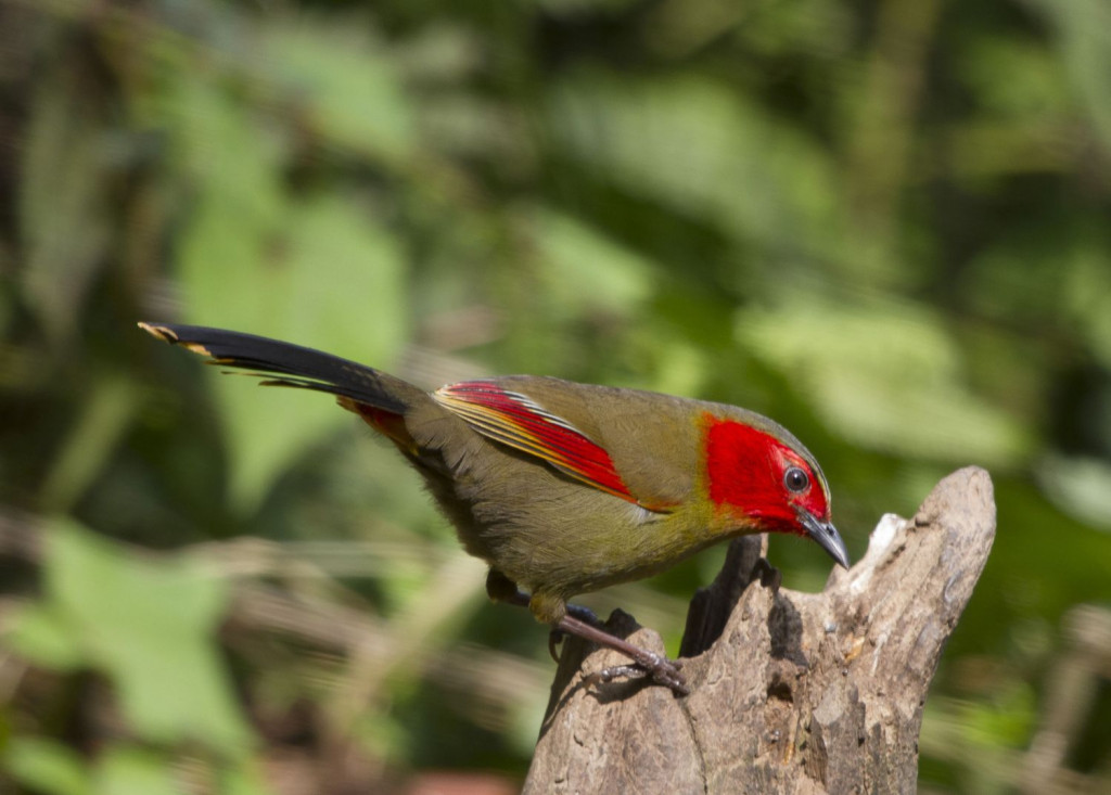 Scarlet-faced Liocichla is quite common around Ruili…