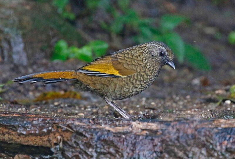 …and Scaly Laughingthrush.