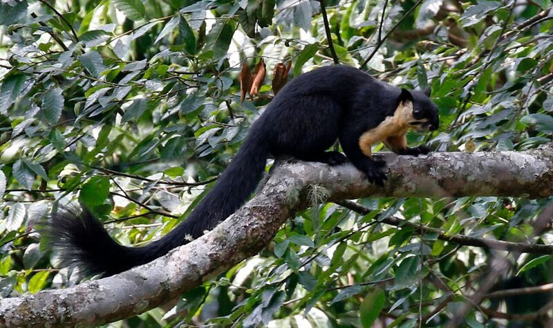 …while Black Giant Squirrel can be seen crashing around the trees.