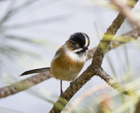 …and the poorly-known Black-browed Tit.