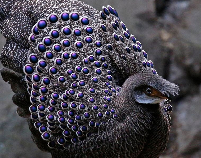…with Grey Peacock-pheasant, such as this male, hopefully following on.