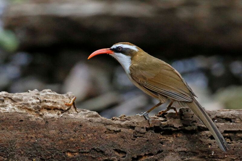 Red-billed is just one of several species of scimitar-babbler we should see.