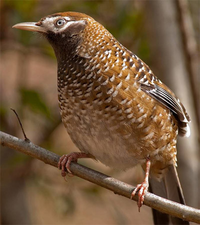 …and it is here that we hope to see the recently-discovered, and little-known, White-speckled Laughingthrush.