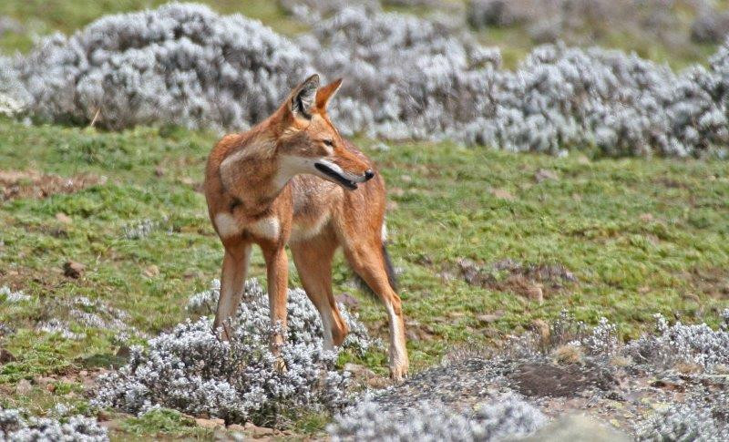 But of course the star of this Afro-alpine enviroment is the Ethiopian Wolf.