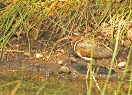 …and this is also a reliable site for Greater Painted Snipe.
