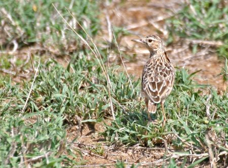 Moving west, we’ll stop at the famous ‘lark plains’ where we hope to find Beesley’s lark, possibly Africa’s rarest bird.