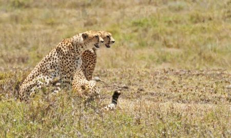 Reaching the spectacular Ngorongoro Crater, our first animal predators are likely to be Cheetahs…