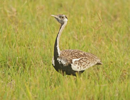 …and the open grassland and wetlands of the crater are great for birds such as this Black-bellied Bustard…