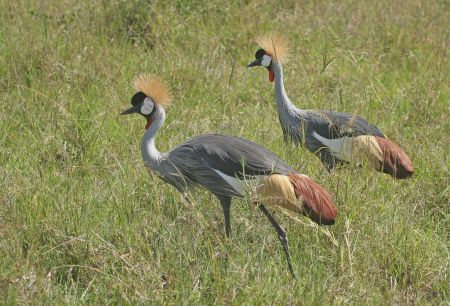 …and elegant Crowned  Cranes.