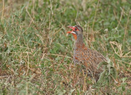 …and here an endemic Grey-breasted Spurfowl calls loudly from the grassland.