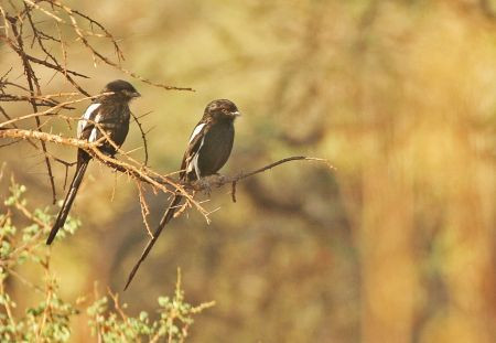 Magpie Shrikes are very social, often hunting in small groups…