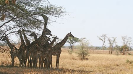 At midday Giraffes seek shade from an acacia tree…
