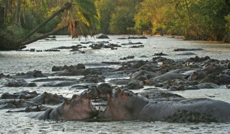 …while Hippos like to spend the day wallowing in the pool.