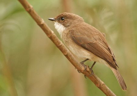 There are lots of birds right around our huts such as the local speciality, Swamp Flycatcher…