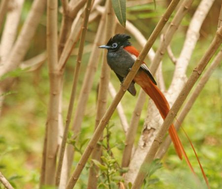 …and the dashing African Paradise Flycatcher.