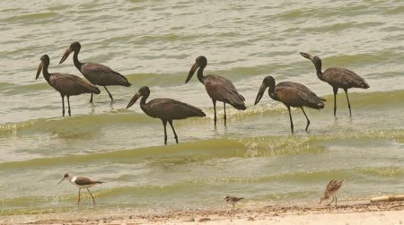 …while Open-bill Storks share the shoreline with a variety of waders.