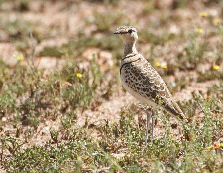 …and Double-banded Coursers.