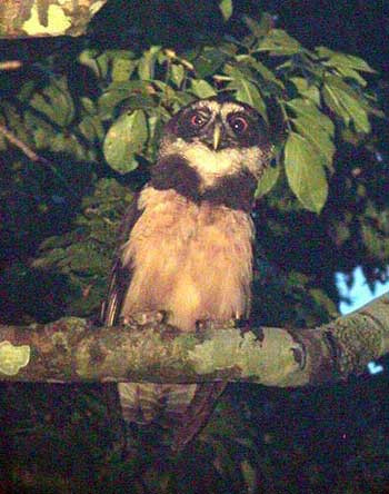 …but you never know what you’ll see, perhaps a Spectacled Owl…