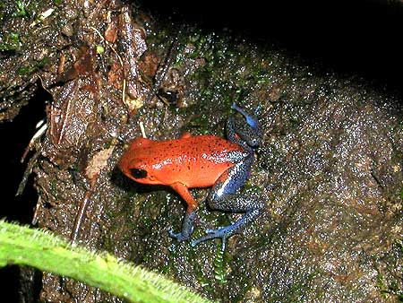 …and this tiny but stunningly beautiful Strawberry Poison-dart Frog.