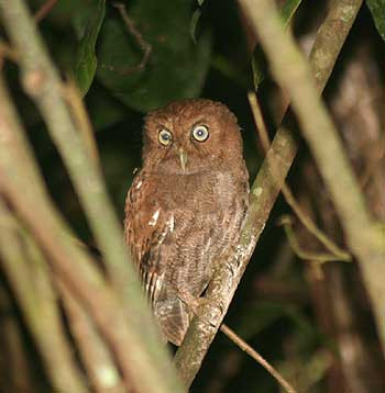 Among the attractions at Monteverde are Bare-shanked Screech-Owl… Credit: Alan Humphreys