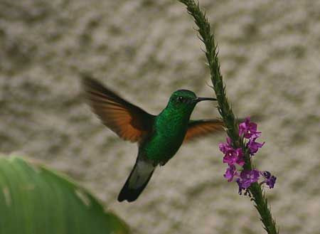 …the Stripe-tailed Hummingbird at the feeders… Credit: Gavin Bieber