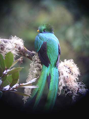 …and where fruiting wild avocados are food for the Resplendant Quetzal.