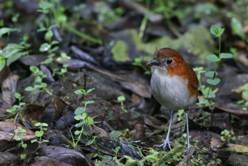 An antpitta feeding station near the dining room often attracts a White-bellied Antpitta…

